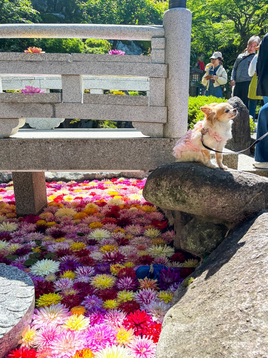 sxtmimi258736's tweet photo. 友達と岡寺に行ってきました！日本最初の厄除霊場⛩️
ゴールデンウィーク限定の天竺牡丹（ダリア）が綺麗すぎた。
住所：〒634-0111 奈良県高市郡明日香村岡806
営業時間：8:30〜17:00（火曜日〜月曜日）
定休日：年中無休

#天竺牡丹  #岡寺  #厄除  #gw  #奈良 https://t.co/zTnbNBvrAc