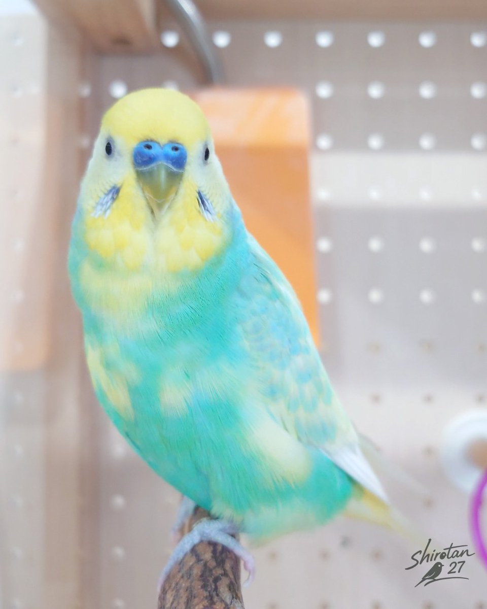 しろたん２７ tweet media