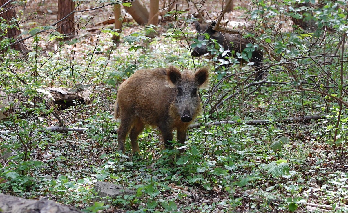 JaroJank's tweet photo. Dzik nie jest dziki, dzik nie jest zły❣️🐗
#dzikiezwierzęta #dzik #dzikaprzyroda #polskaprzyroda #przyroda #wlesie #bliskonatury #pięknonatury #naturapolska #Wiosna2026 #Hel #Polska https://t.co/62y5pXjZtJ