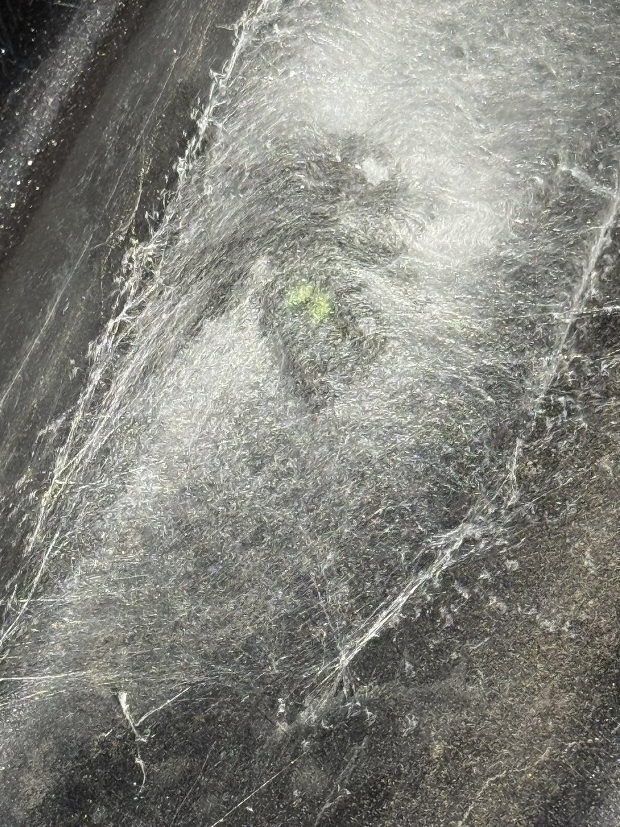 CharlieWat54909's tweet image. This Bold Jumping Spider took up residence in the door jamb of our Jeep. He was too fast, he got a new lease on life…#livingthedream #rvlife #rvliving #outdoors #texasliving