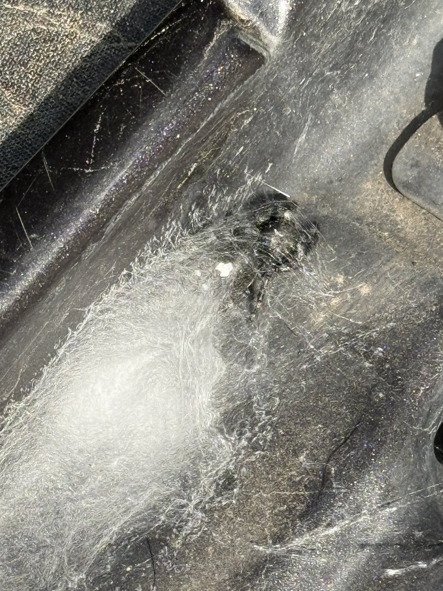 CharlieWat54909's tweet image. This Bold Jumping Spider took up residence in the door jamb of our Jeep. He was too fast, he got a new lease on life…#livingthedream #rvlife #rvliving #outdoors #texasliving