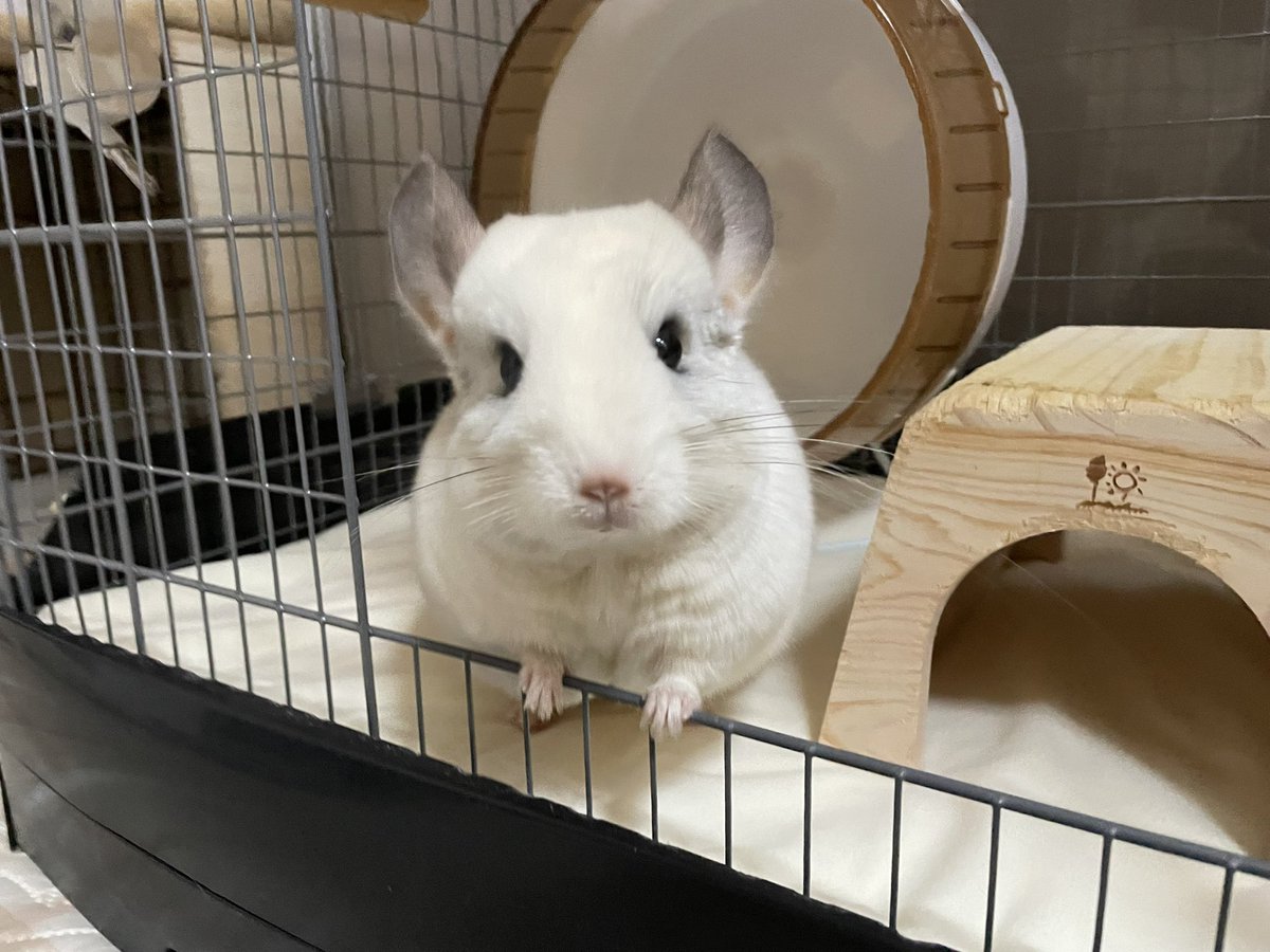 ここるる🐭飼い主はる tweet media