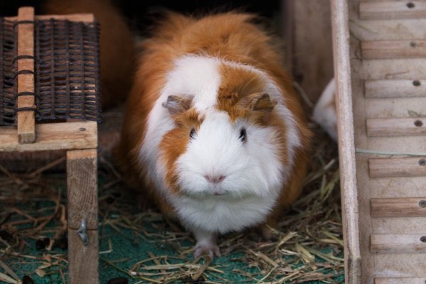 chanelichigo's tweet photo. 動物園のモルモット🍌

#モルモット #テンジクネズミ #guineapig #動物園 #動物 #animal #zoo #guineapig #cavia #動物写真好きな人と繫がりたい #動物好きな人と繫がりたい #動物が好き #モルモットが好き #動物写真 #動物園写真

🐥 https://t.co/BQq7021x3l