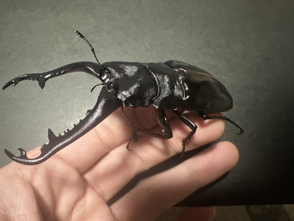 goro23232's tweet photo. ニシカワイ
ハサミのゴツさと上半分のザラザラ感がかっこいいし下半分の光沢も綺麗でほんとかっこいいギラファ https://t.co/SAXK6gIFC0