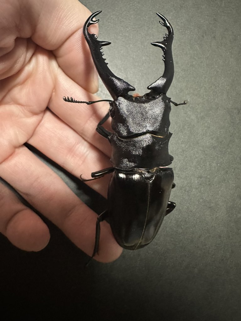 goro23232's tweet photo. ニシカワイ
ハサミのゴツさと上半分のザラザラ感がかっこいいし下半分の光沢も綺麗でほんとかっこいいギラファ https://t.co/SAXK6gIFC0
