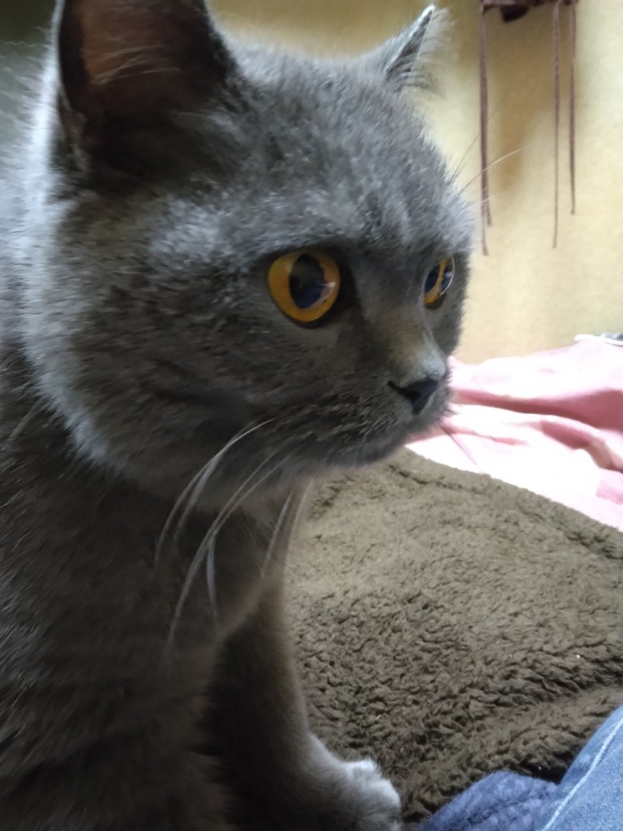 猫組のアクアマリン🐾🐾 tweet media