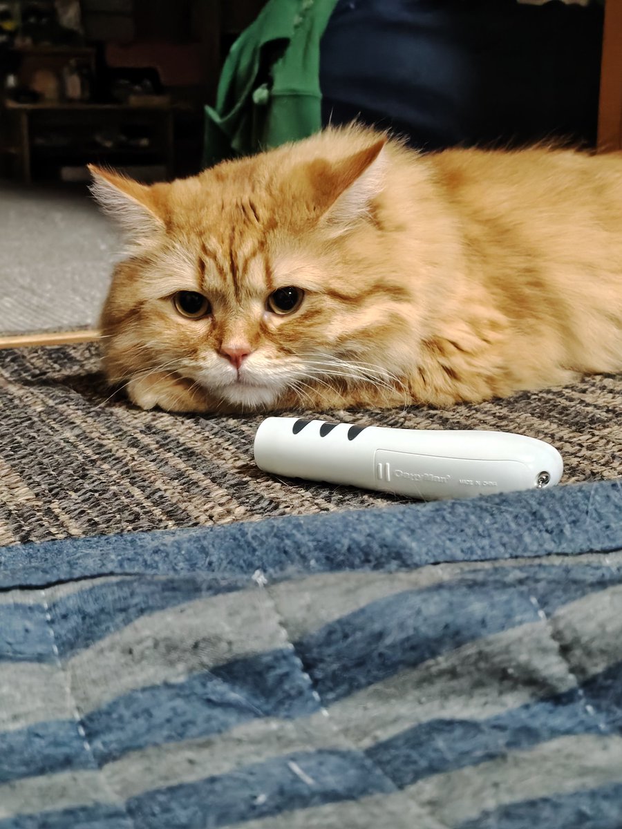 IYi7CB7ApbinnVR's tweet photo. 明日誕生日の私
茶々丸は7月11日誕生日です
 #猫好きな人と繋がりたい https://t.co/7Mcpqe9sOG