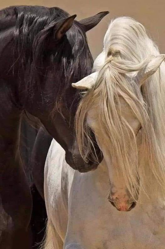 آشيــن 🇴🇲🖤..𝓐_𝓼𝓱𝓲𝓷 ᥫ᭡ ❥ tweet media