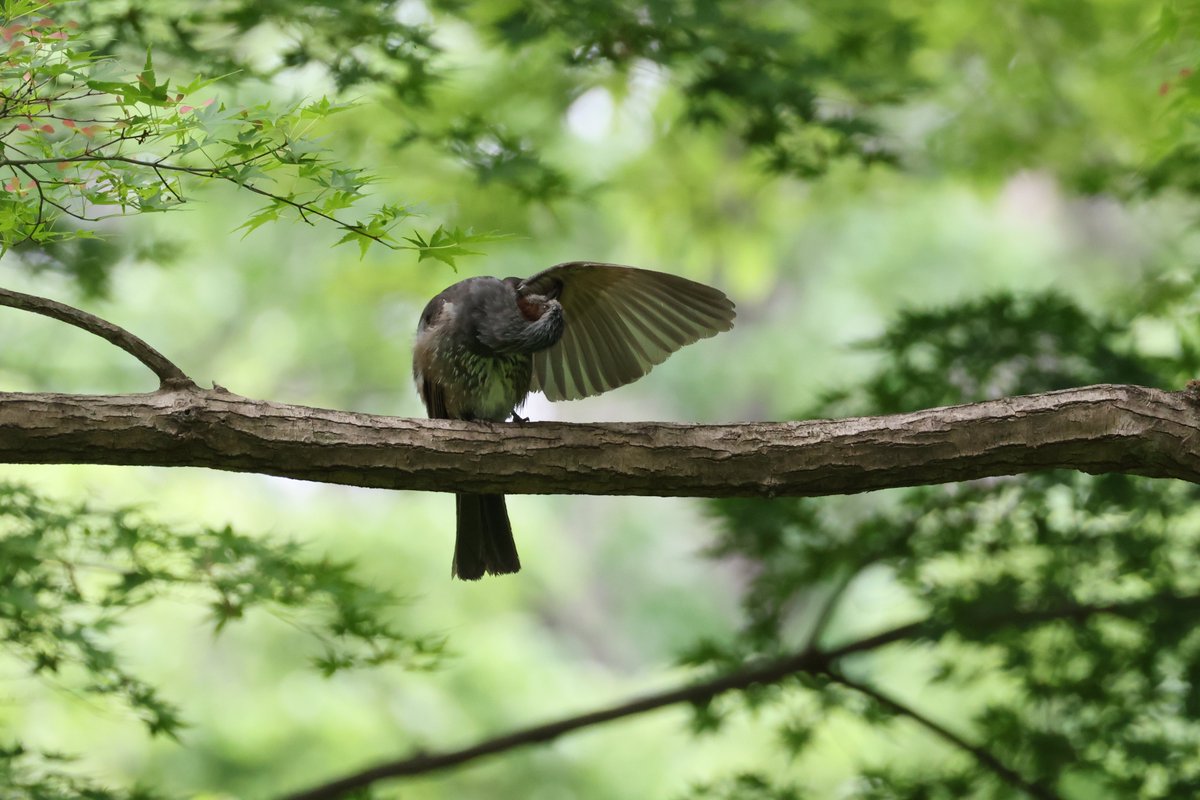 CuteJapanBirds's tweet photo. 羽繕い中のヒヨドリ https://t.co/u36biJdZ7j
