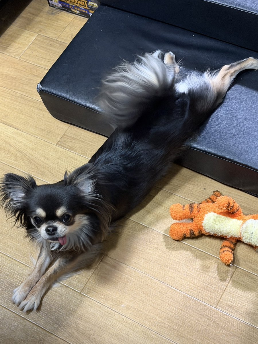 🐶😊GW13連勤、折り返しーー #チワワ こんなでーす（笑） ↓