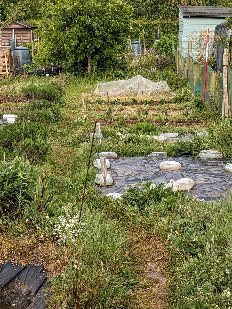 DawnAJWitney's tweet image. Lovely morning here on the #allotment. Beat the rush 3hr traffic too!