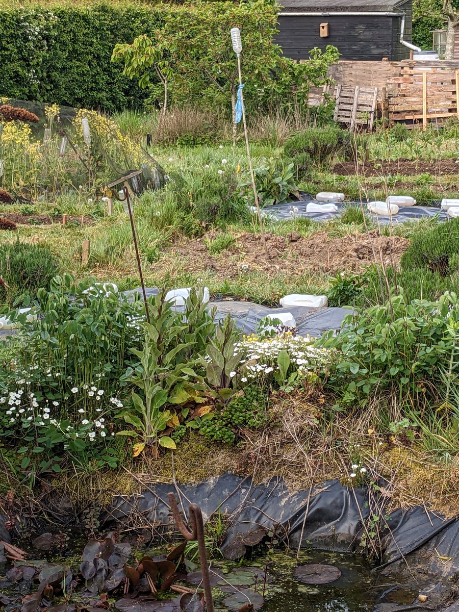 DawnAJWitney's tweet image. Lovely morning here on the #allotment. Beat the rush 3hr traffic too!