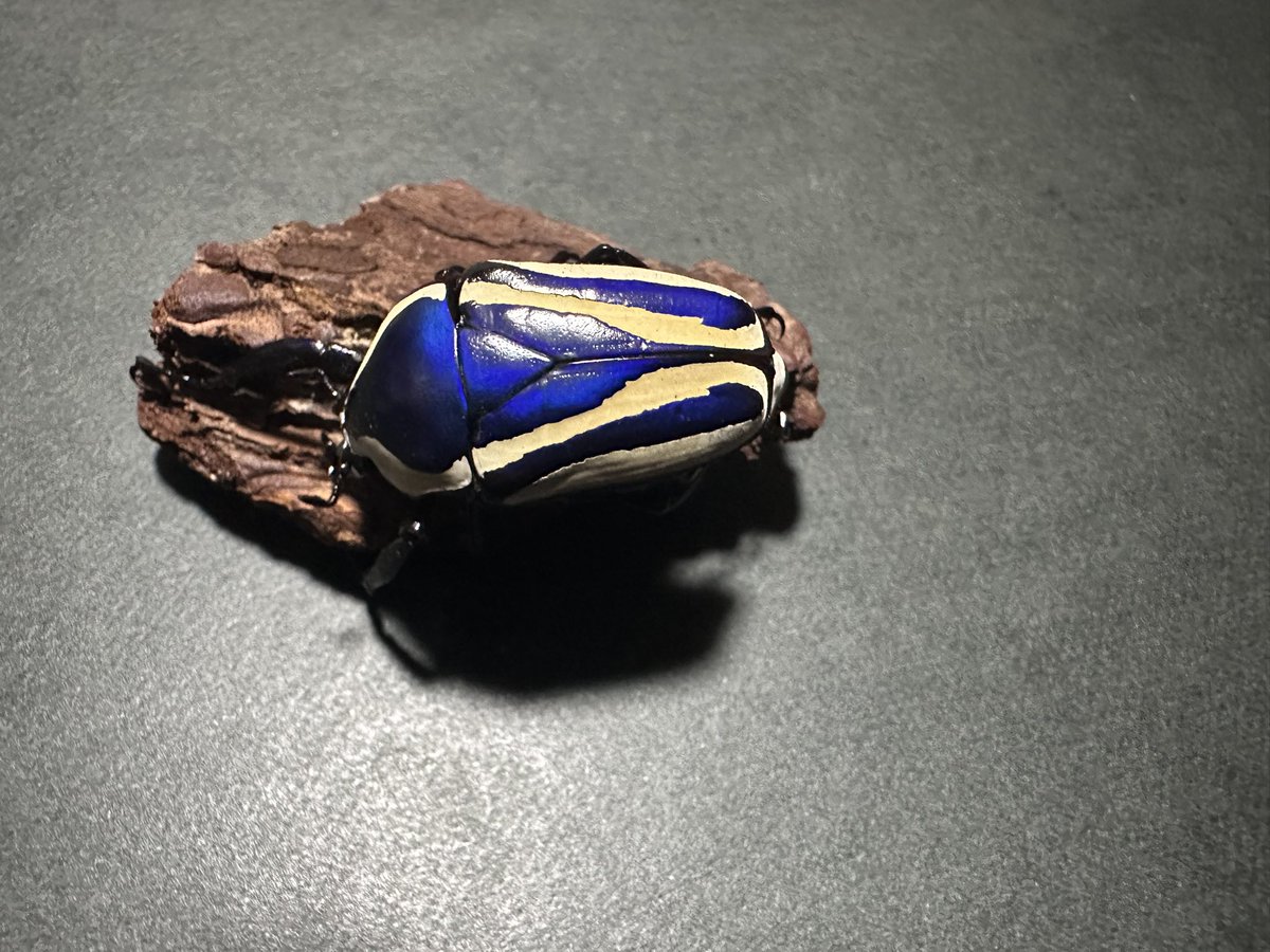 goro23232's tweet photo. カブトとかカナブンがちょいちょい羽化し始めて嬉しい
シロヘリブルーほんとに綺麗 https://t.co/dOm0EmzFEj