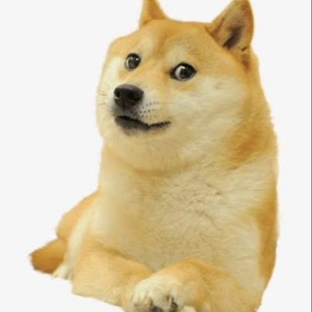 World Record Dog tweet media