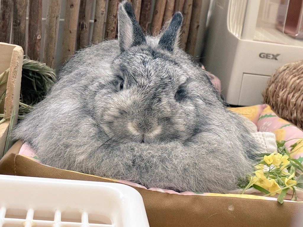 ゴールデンウィーク最終日、Xでうさぎの可愛い日常投稿が大盛況