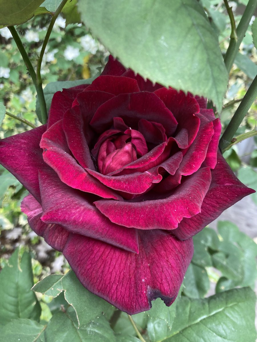AngelaPuchetti's tweet image. #flowers #rose #5maggio2026