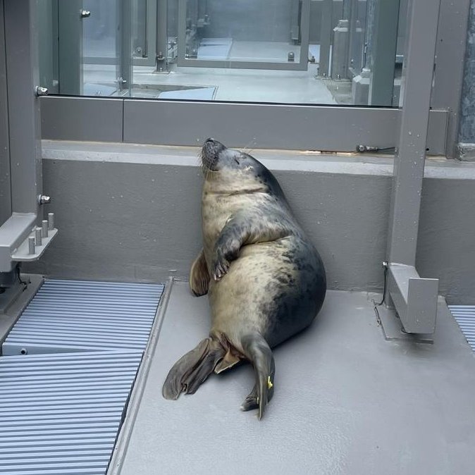 Zeehondencentrum tweet media