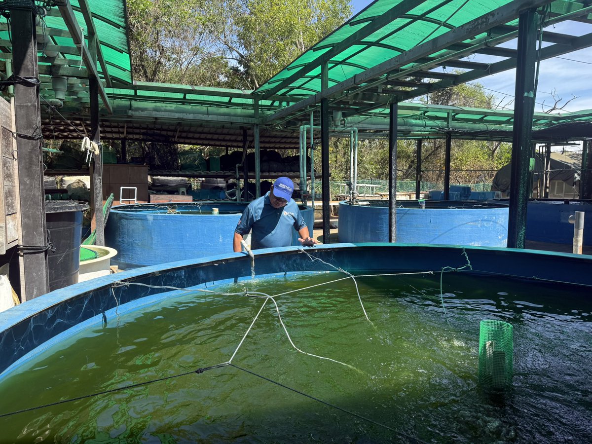 NorfazreenaF's tweet photo. Good evening everyone. It is my turn to report today’s activity. Other than routine work, we prepared equipment for fish transfer from B to D tank. Students continue their mini project in hatchery.

@UMSHatcheryTeam https://t.co/kLhiCdBvbo