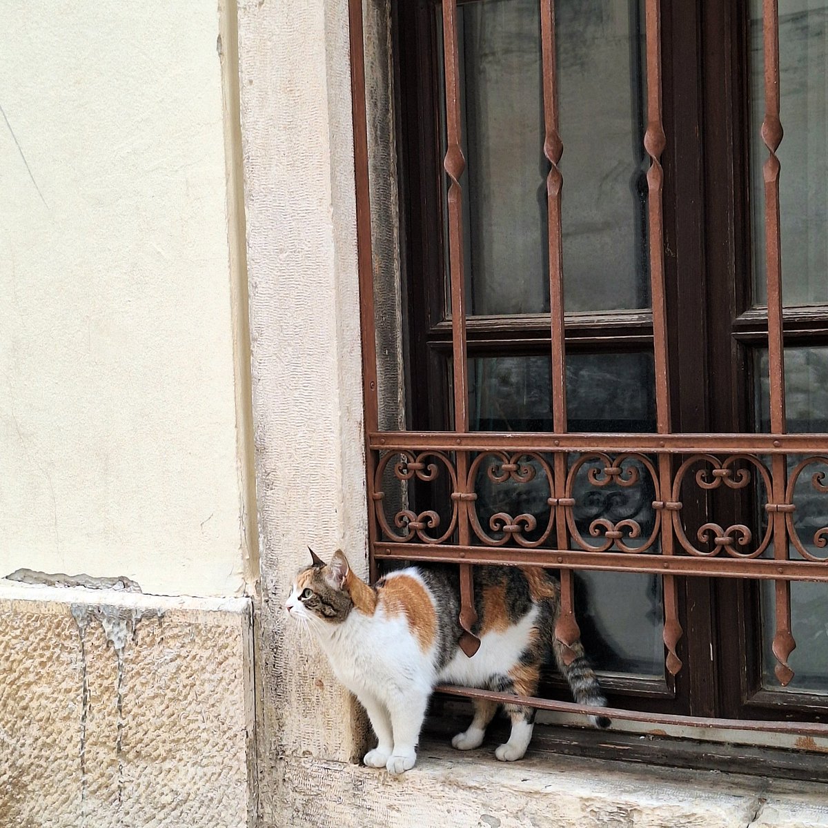gdjeste's tweet photo. Elite croatian stray cat https://t.co/0bSbi6gNsq