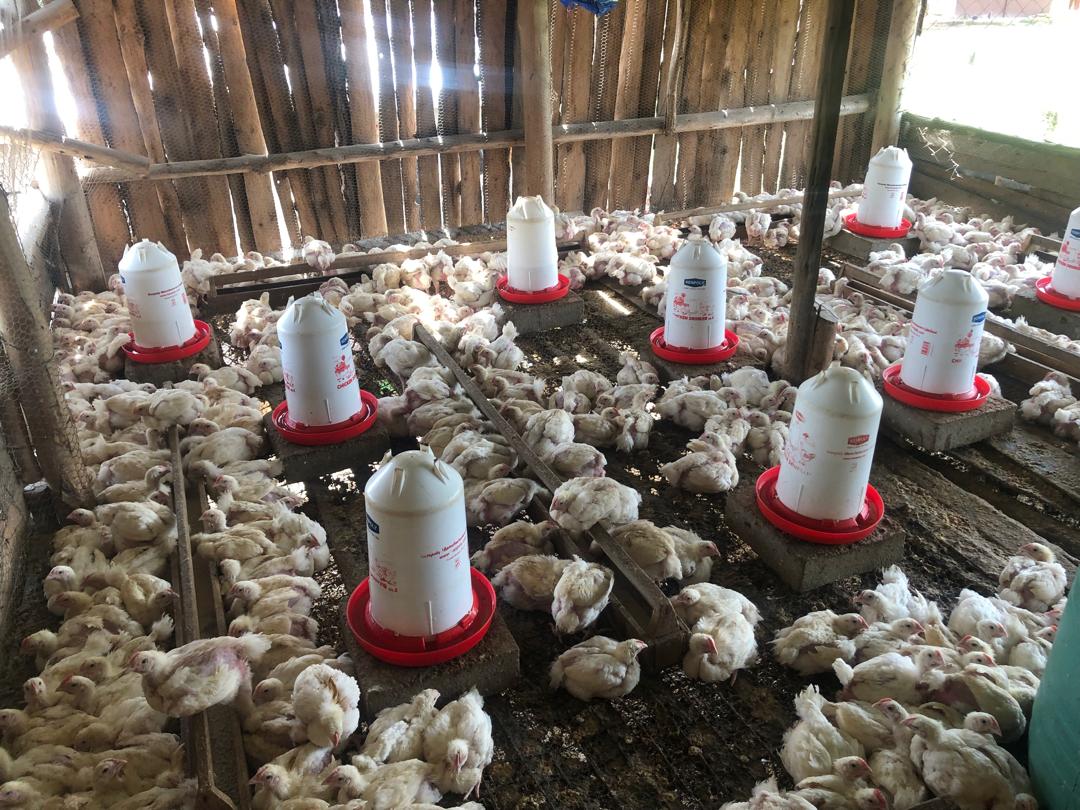 naslice2's tweet photo. if only i could break even 14 days broilers @Kenchic_Chicks  
 weighing 30g @@NomsaMufandauya do something https://t.co/bwx3vAlD9V