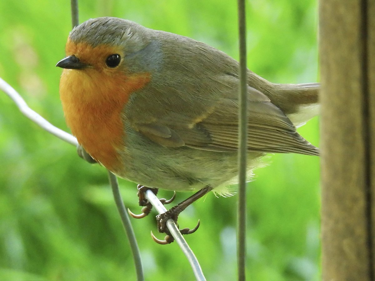 Palumbus_Pics's tweet image. Look at those little claws #robin #birds #naturephotography