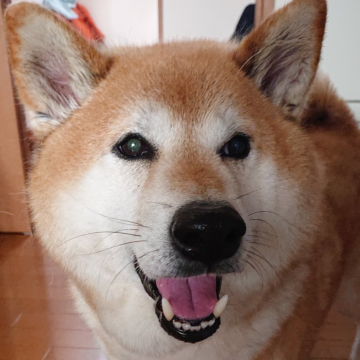 cinoire's tweet photo. Hi, guys😆my humans say they're happy that i'm happy. I'm happy when they give me oyatsu🍠🍌🍎 https://t.co/OYK42fEleW