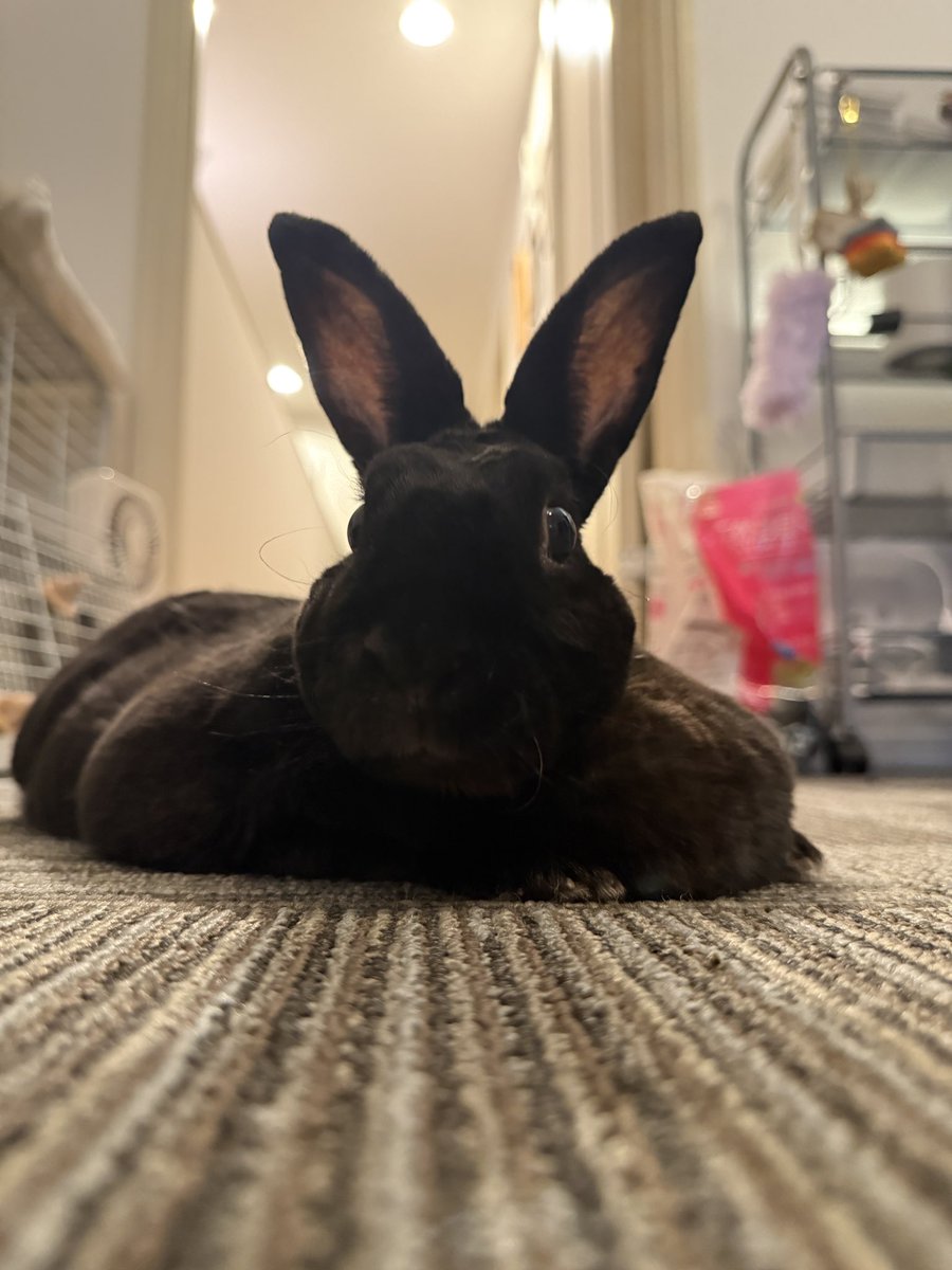 くろいうさぎたち🐰 tweet media
