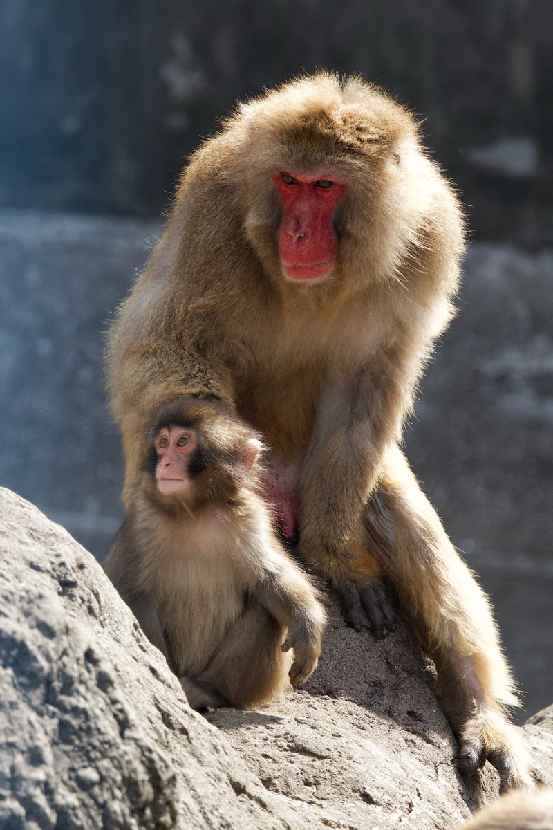 ぱんち🐒🪽 tweet media