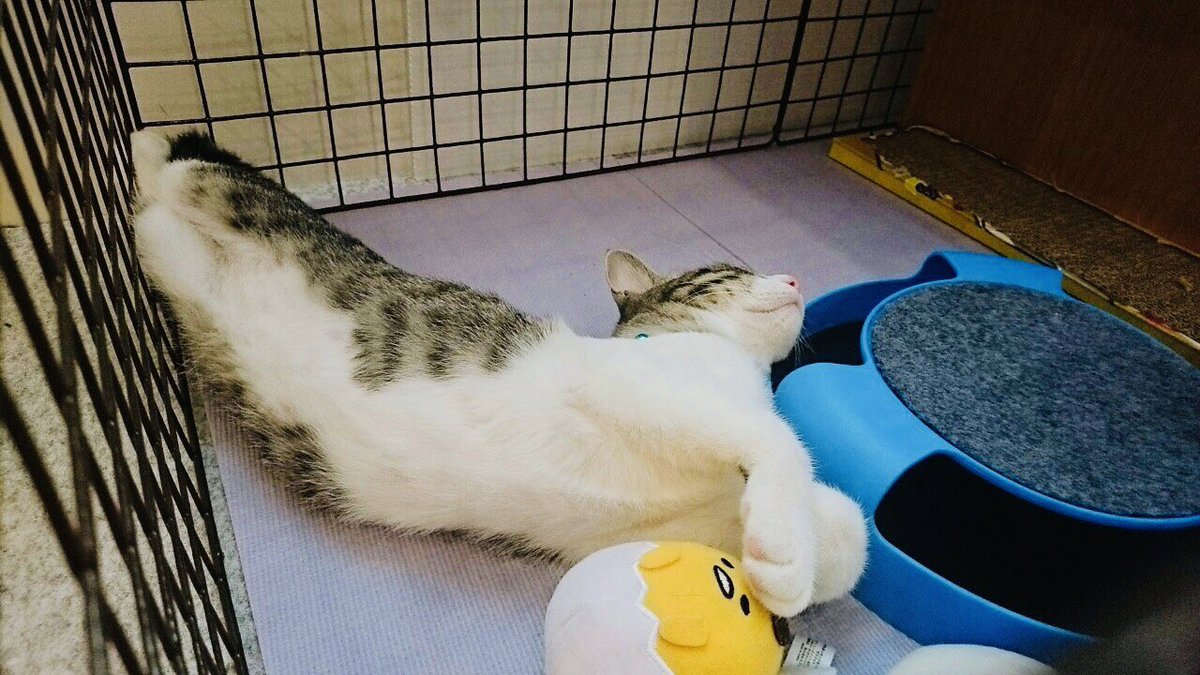 チョコチップ tweet media