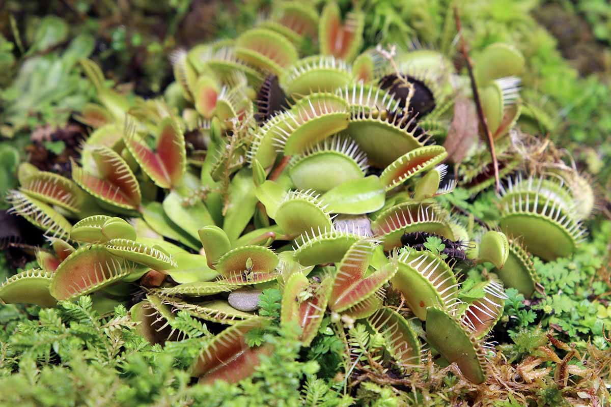 The Venus flytrap grows wild in exactly one place on Earth, and they're being poached.

The entire global wild population lives in a roughly 75-mile radius around Wilmington, North Carolina.

The soil there is so nutrient-poor that these plants evolved to snap shut and digest