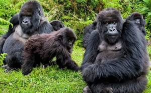 Jim80502816's tweet image. #VisitRwanda

Rwanda invites the world through five key pillars:
 1. Premier mountain gorilla trekking in Volcanoes National Park.
2. Unparalleled biodiversity (chimpanzees, Big Five).
3. Unique landscapes of a "Thousand Hills" and volcanic lakes.
4. Vibrant cultural heritage and