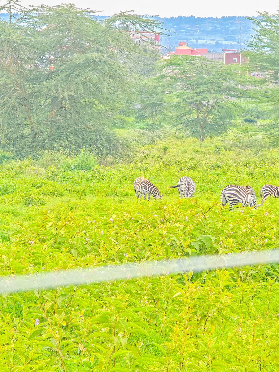 DrspiceO24799's tweet image. Reconnecting with the land,the roots and the rhythm of home.#backtothemotherland #detox #drspice