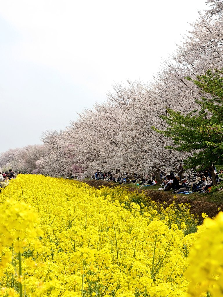 chata090823mk's tweet photo. 2026.3.30
権現堂公園の桜と菜の花 https://t.co/ztWNa9lk4e
