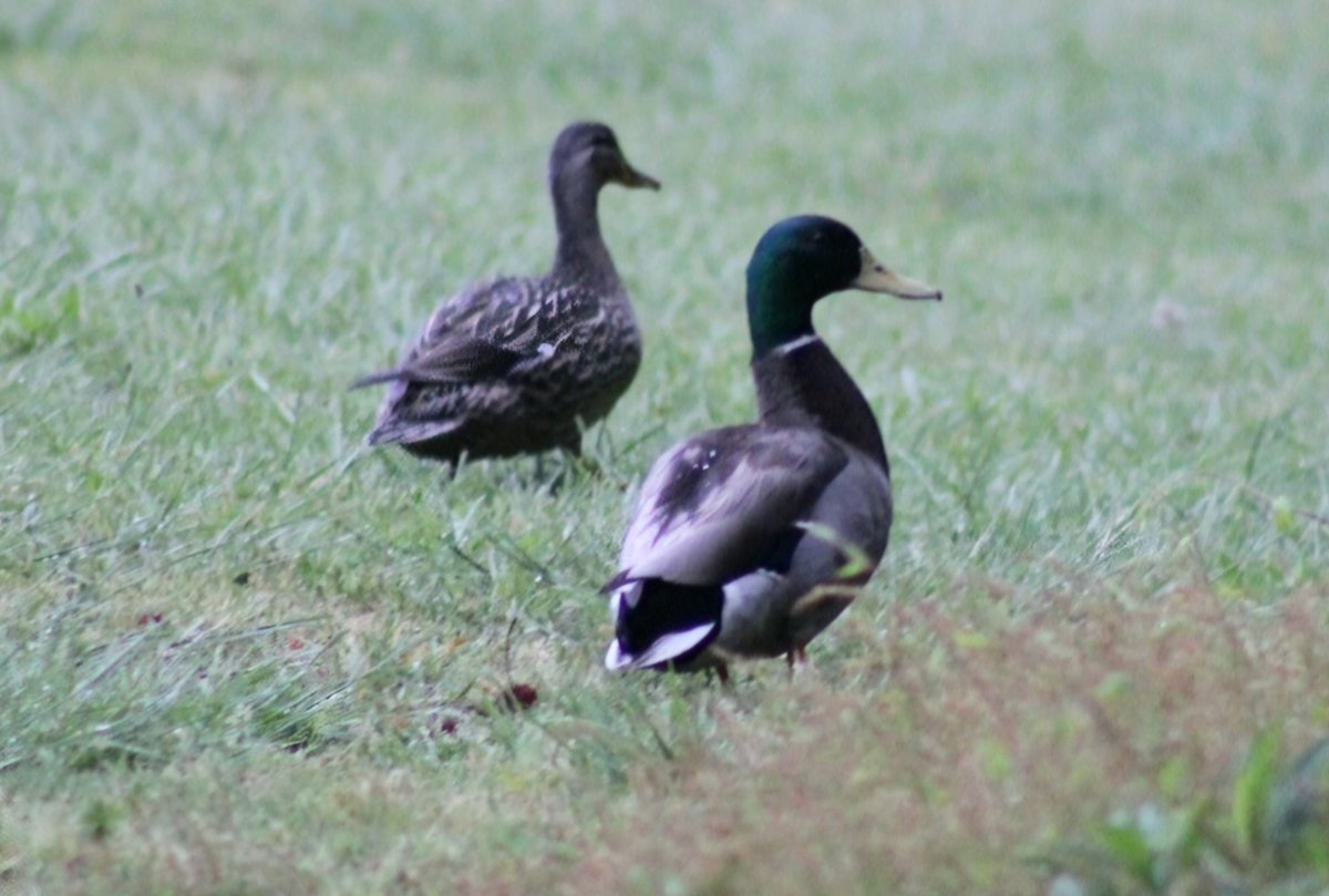AcyRunway13's tweet image. Your morning song is new each &amp;amp; every day 🐦🎶

Happy Tuesday all 🌄☕️✨️
#May5th #Tuesday #birds 
#thoughts #morning #nj 
#NaturePhotography