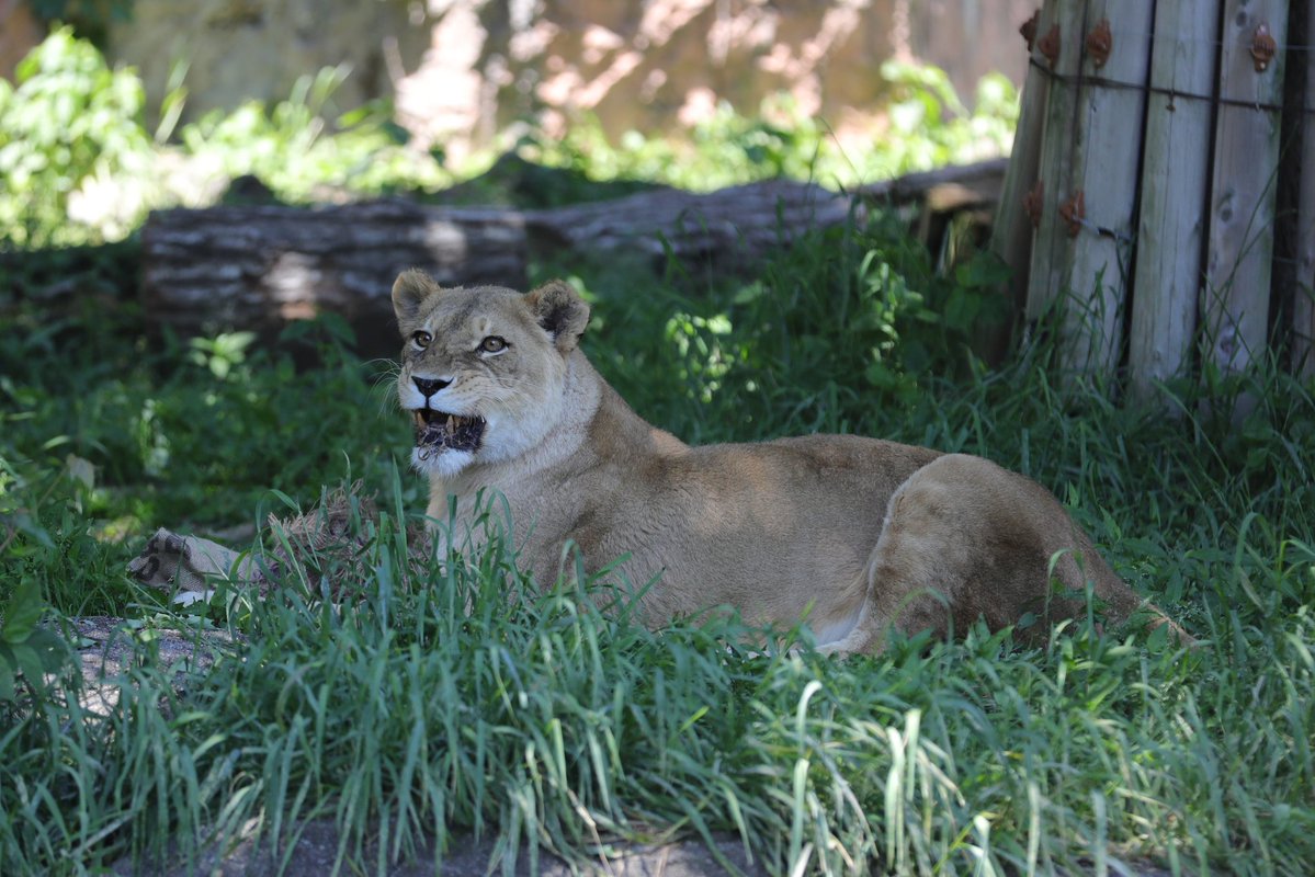 📷2026.5.5 #東山動植物園 #ライオン #ルナ