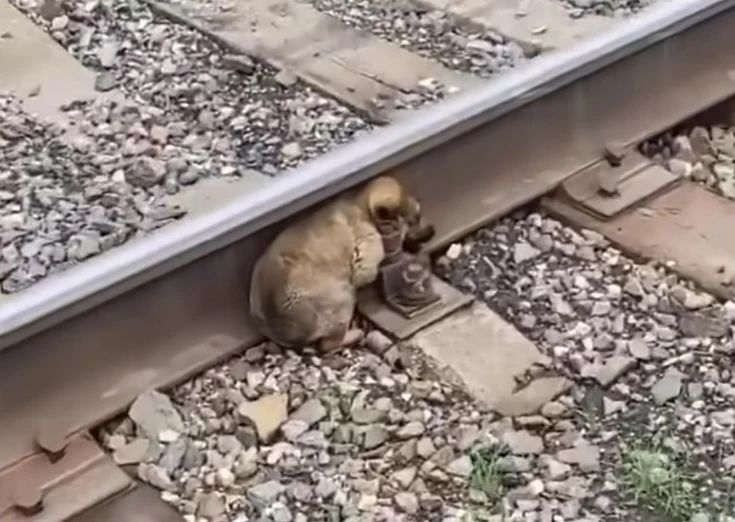 saha_dampi2190's tweet photo. Somewhere right now, a small soul is waiting for kindness that might never come. 🐾💔

Would you stop for them today? https://t.co/ATFhOBjjQu