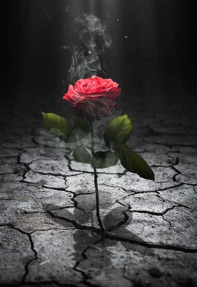 Belal Abu Shedeq 🇵🇸🇵🇸 tweet media