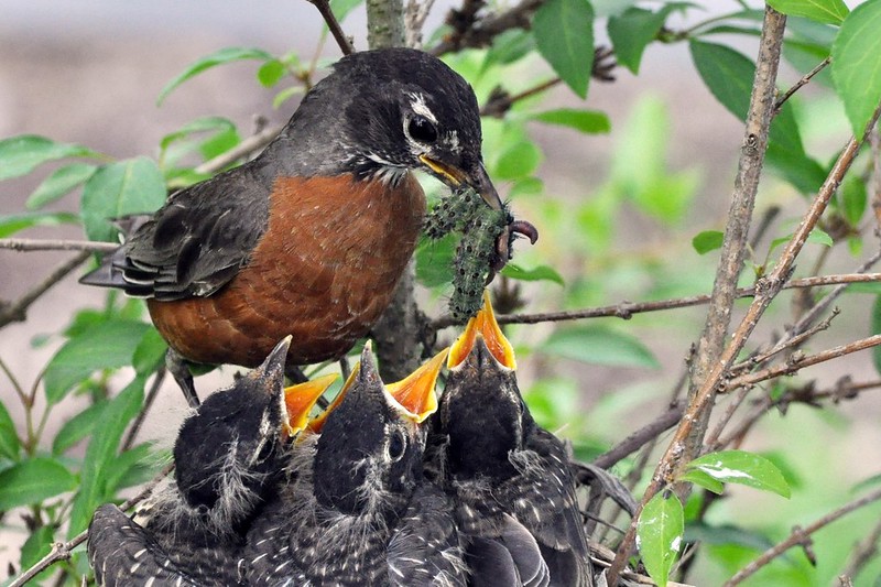 Give A Shit About Nature tweet media