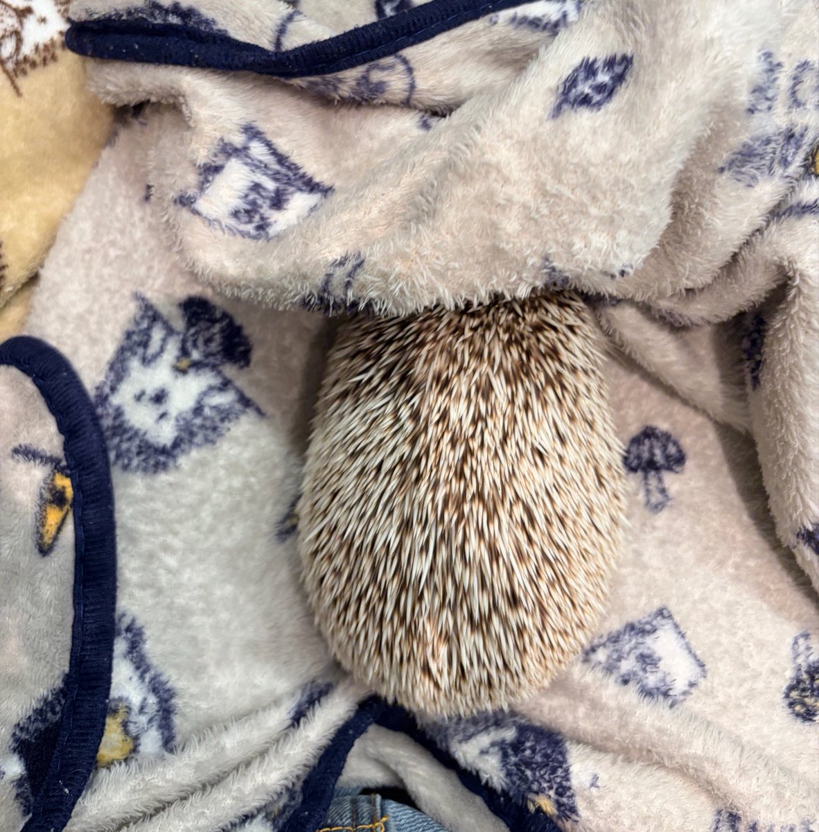 ハリネズミ🦔𓈒𓏸 tweet media