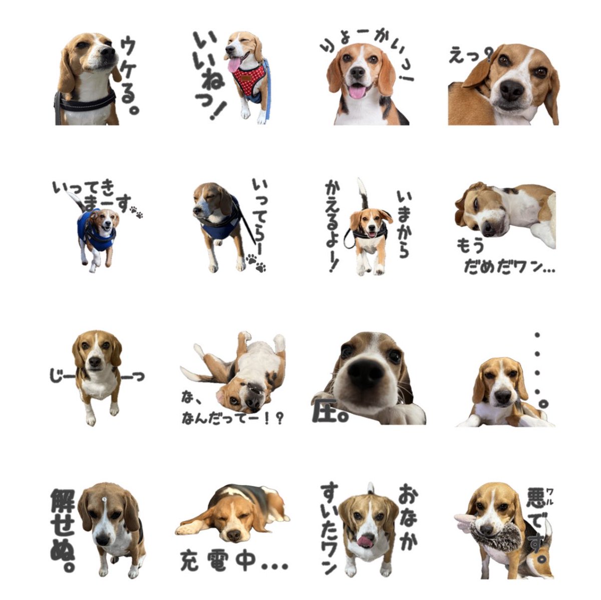 もなか🐶ビーグル tweet media