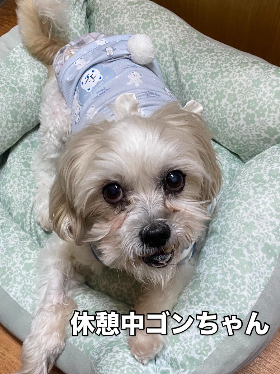 ゴンちゃん