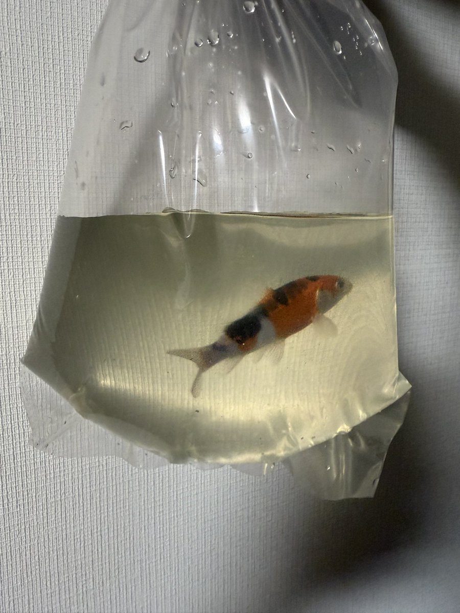 oo_murasan's tweet photo. こどもの日ということで、かのう錦鯉さんから連れて帰って来た。
ベランダで飼おうと思ってたけど、まだ小さいから屋内にしようかな。 #錦鯉 https://t.co/FTuLP66foQ
