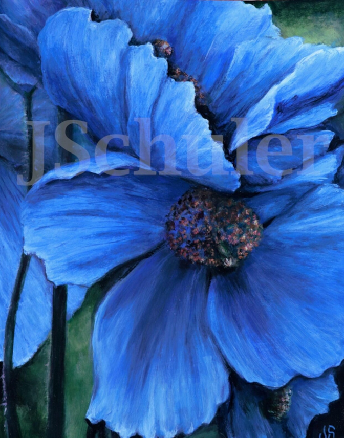 JulieKSchuler's tweet image. The Blue Poppy
original painting

jschulerart.etsy.com/listing/101326…

#flowers #painting #poppy #floralart #originalart