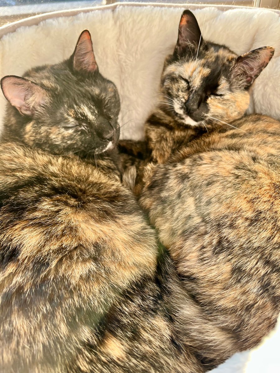 サビ猫の姉と弟 tweet media
