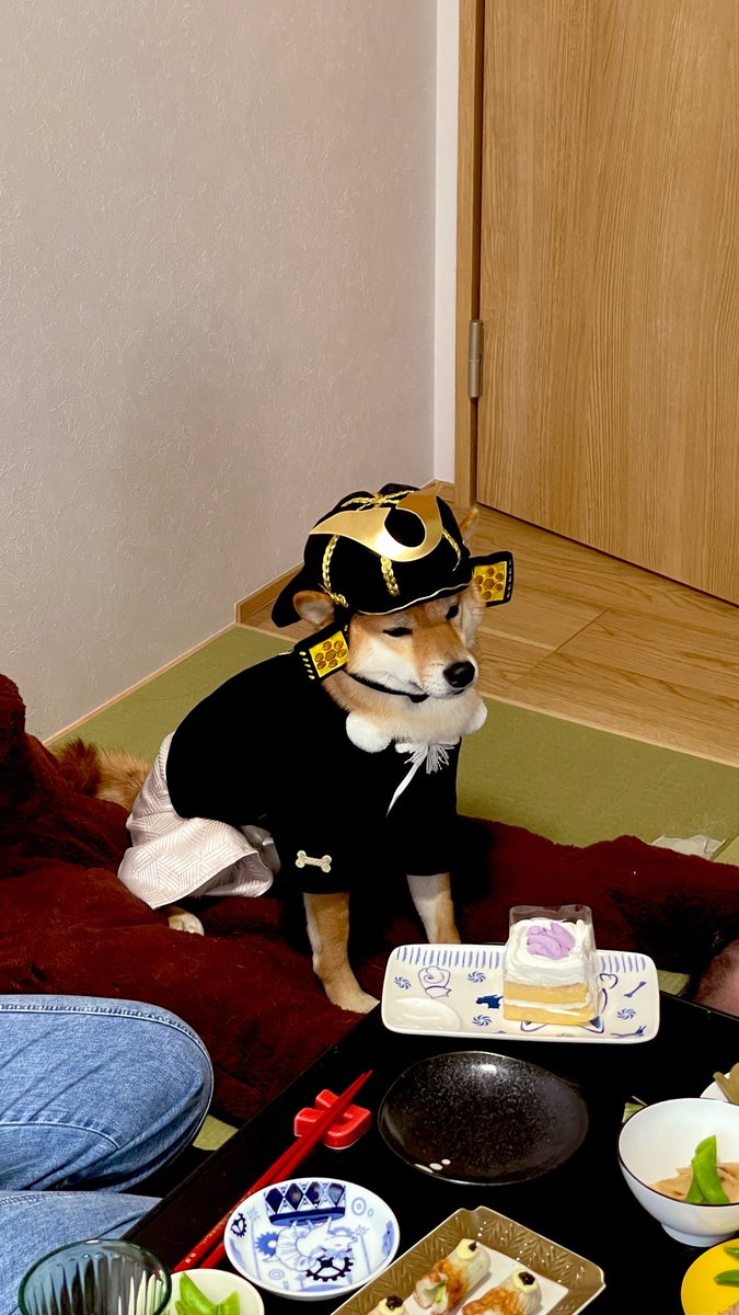 猫と紐 tweet media