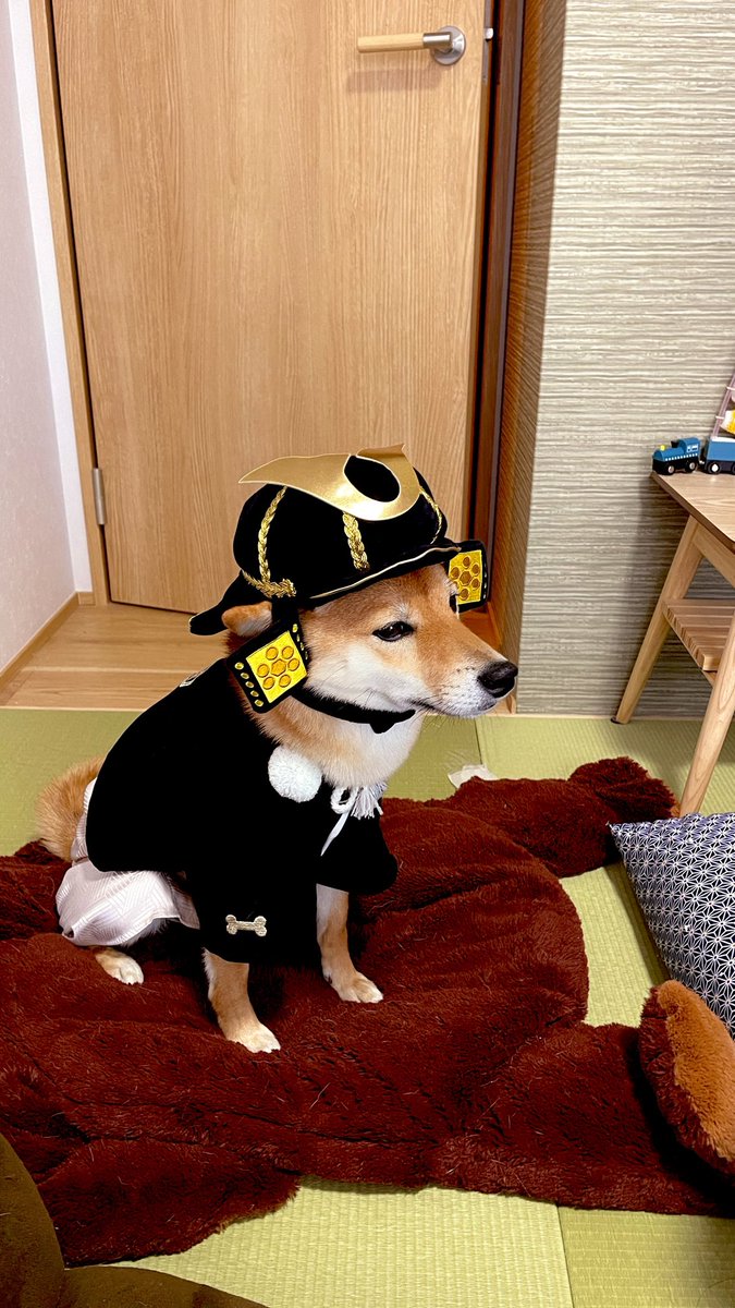 猫と紐 tweet media