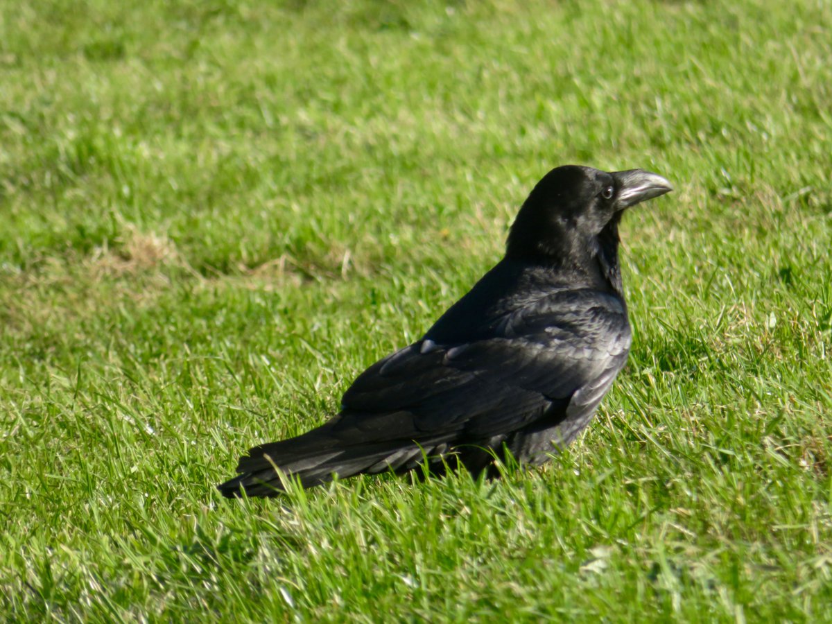 bakrim2000's tweet image. Ravens daily 🐦‍⬛🐦‍⬛
#Ravens #cornwall