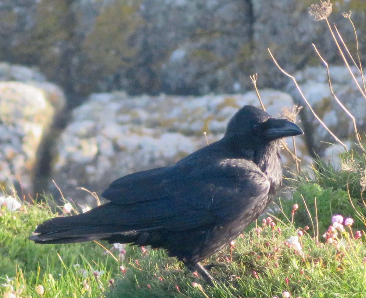 bakrim2000's tweet image. Ravens daily 🐦‍⬛🐦‍⬛
#Ravens #cornwall
