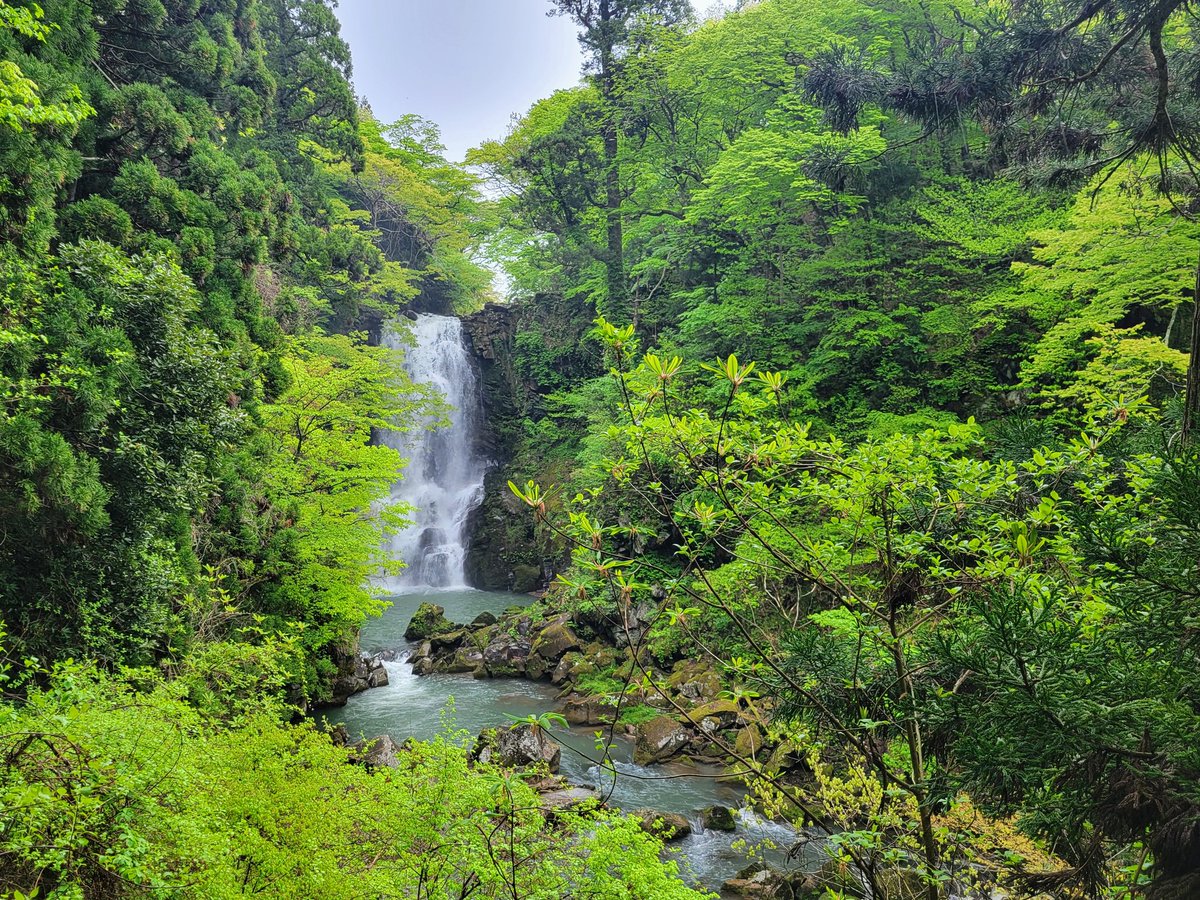 don_pengu's tweet photo. 鳥海山の麓
​苔むした岩肌から無数の白糸が静���に湧き出す元滝伏流水。轟音とともに叩きつける奈曽の白滝。雪融け水の存在感。
​#鳥海山 #元滝伏流水 #奈曽の白滝 #山形観光 #建築おじさんぽ https://t.co/wsiVGNVoyq