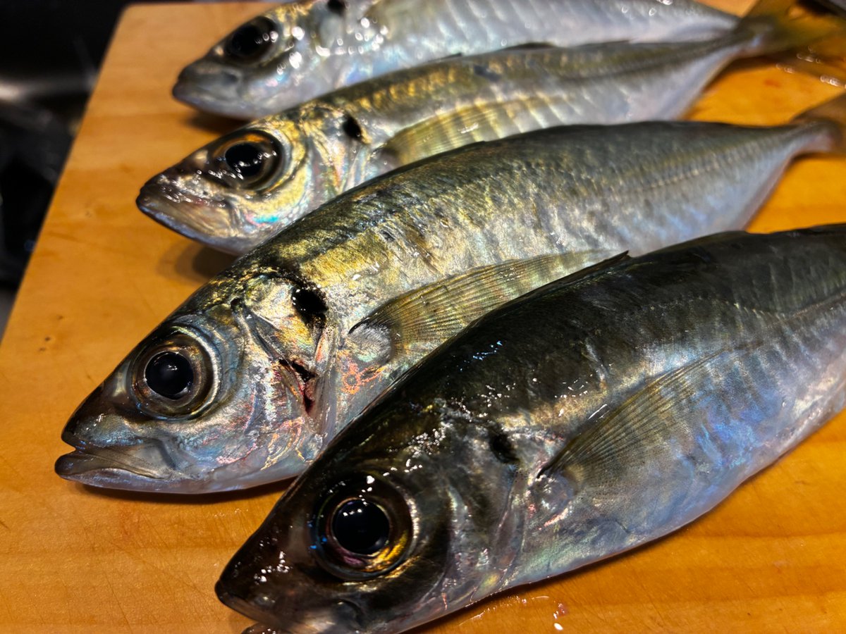 ピン子/Aji Meeting tweet media